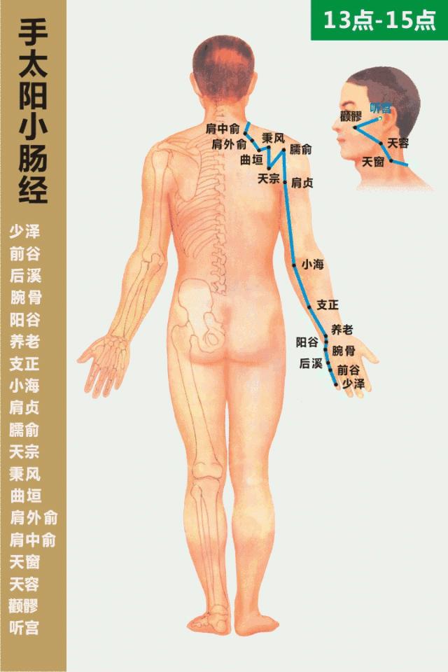 经络循行动画图,肝经经络循行穴位