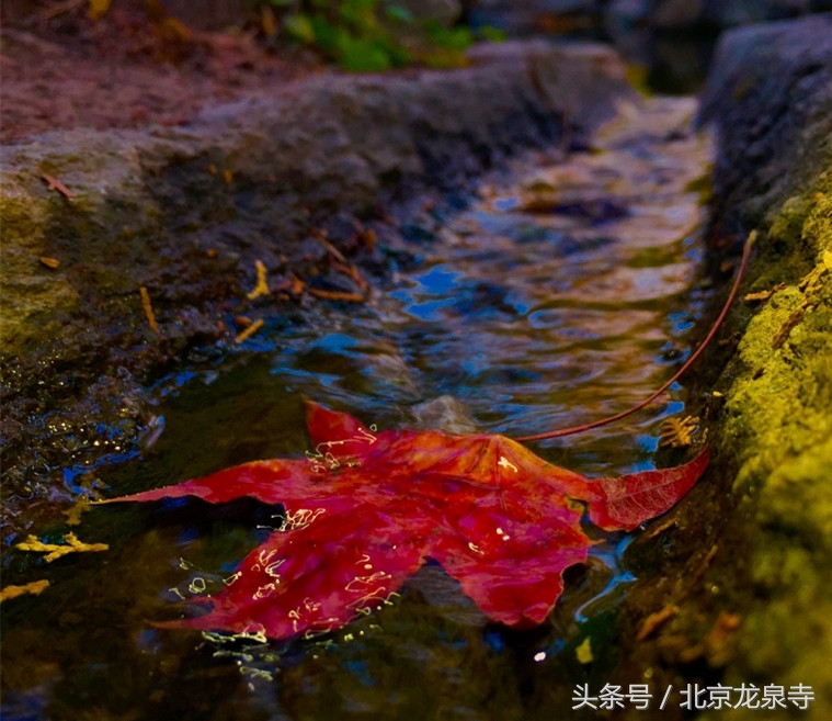 学佛修道从哪里入手,居士应如何正确学佛和用功呢