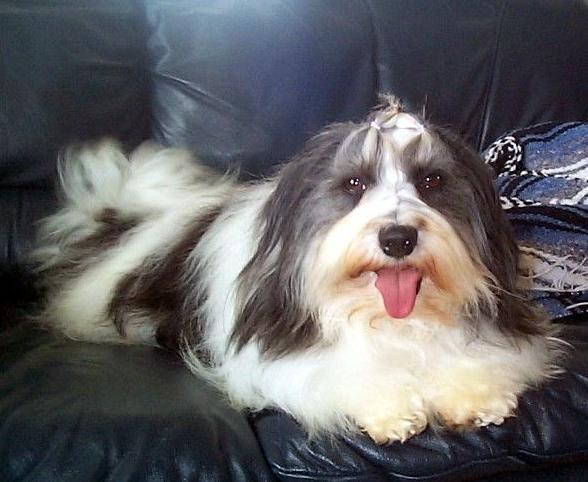 akc认证的犬种,akc认可的148个犬种