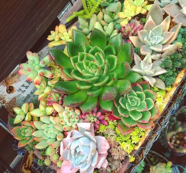 有一家多肉解忧杂货铺是一种怎样的体验