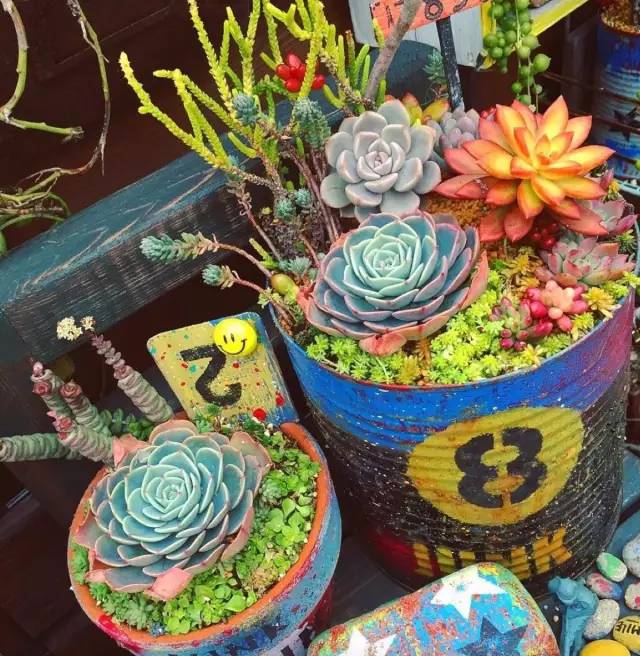 有一家多肉解忧杂货铺是一种怎样的体验