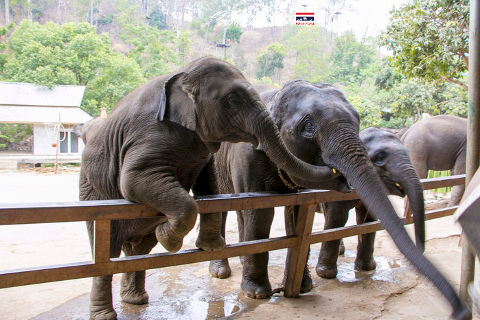 清迈佛寺之城等你采撷的泰北玫瑰,清迈环球旅行家