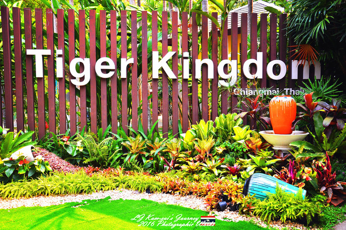 清迈佛寺之城等你采撷的泰北玫瑰,清迈环球旅行家