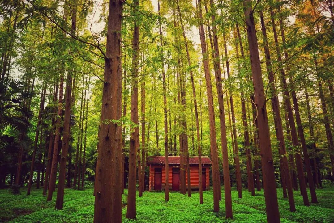 春节上海深度游玩攻略,上海春节游玩攻略老城区