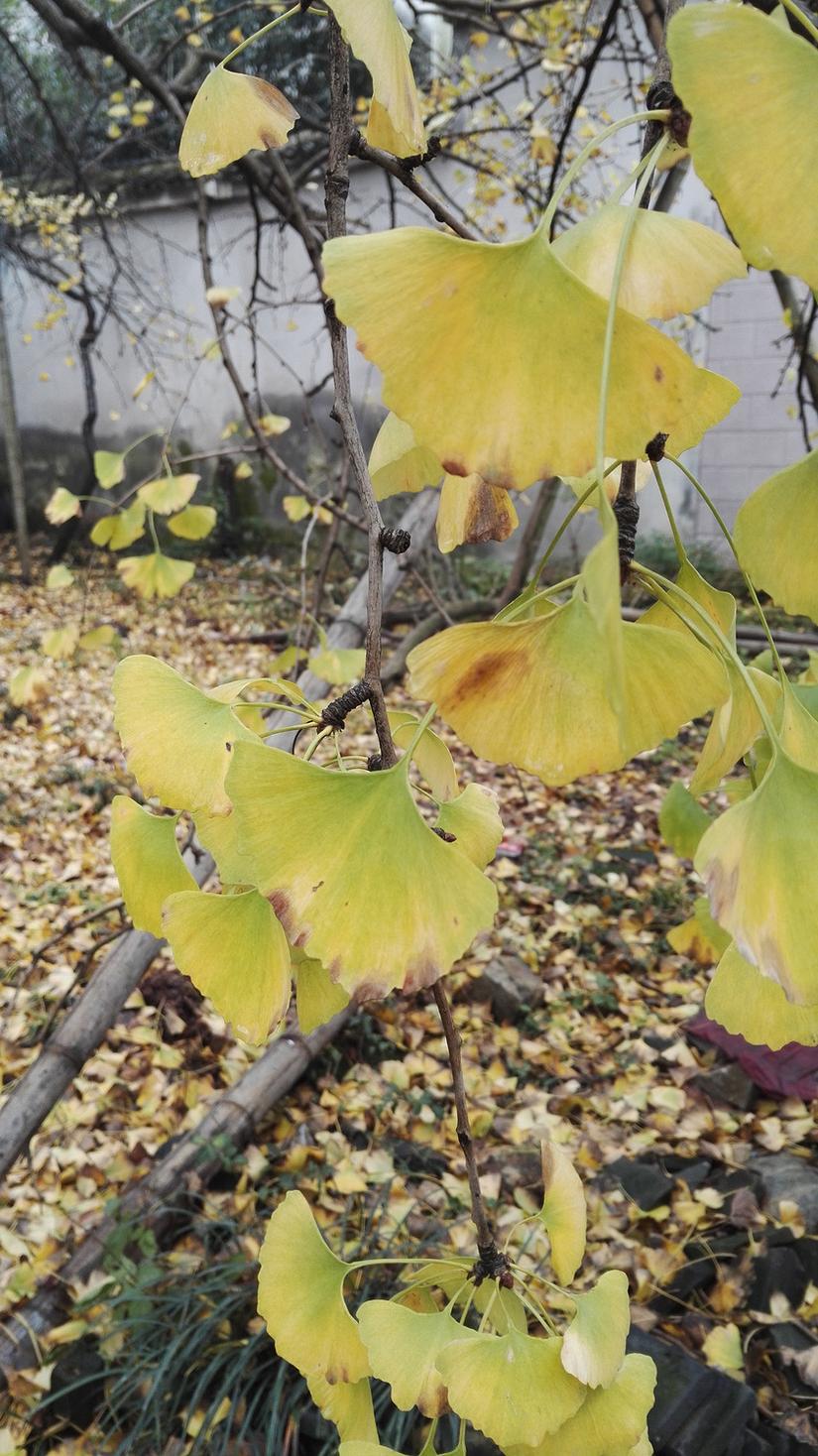 东山哪里的银杏最好看,阳山东山银杏打卡点