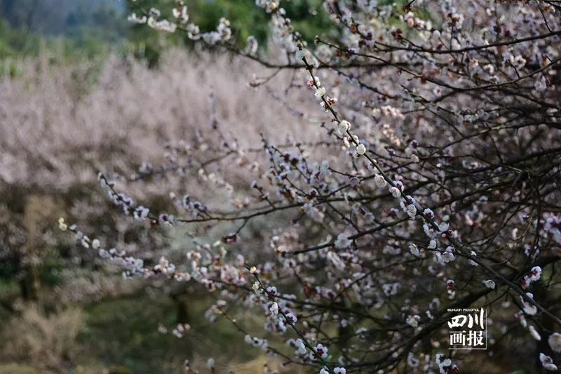 青梅已盛开旅游攻略,青梅已盛开