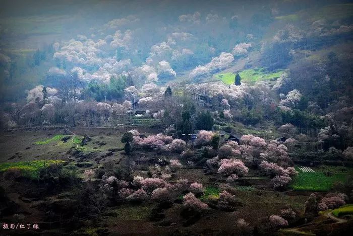 青梅已盛开旅游攻略,青梅已盛开