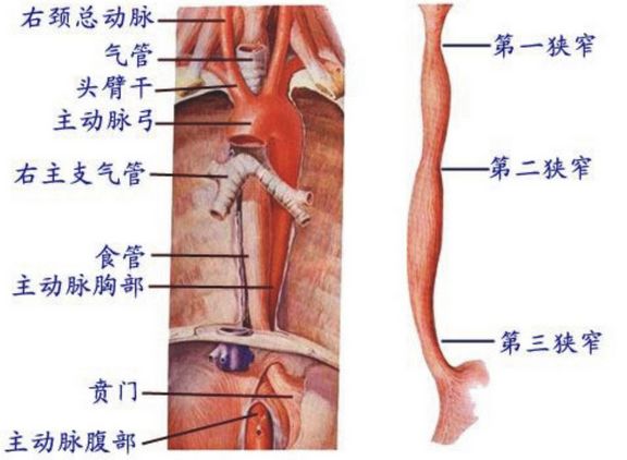 吃饭噎死喝水呛死,吃饭噎住了急救完有点晕