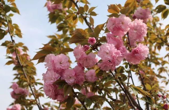 樱花开了！该寻觅浪漫了！请收好这份赏樱地图！