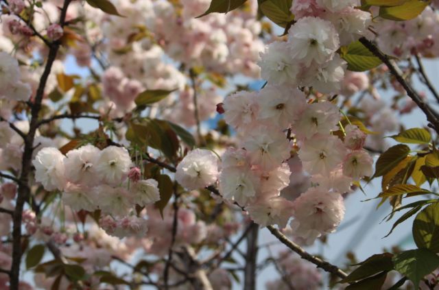 樱花开了!该寻觅浪漫了!请收好这份赏樱地图!