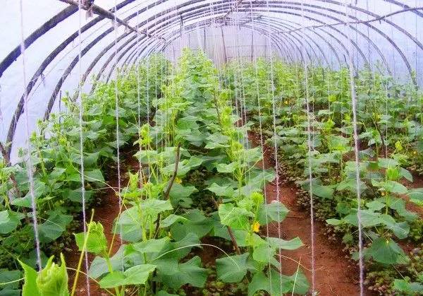 大棚黄瓜人工授粉的正确方法,大棚黄瓜全套栽培技术