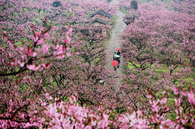 报春技巧,追春的七言诗句