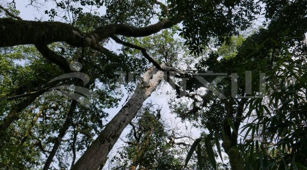 第一高山歌曲,第一高山在哪