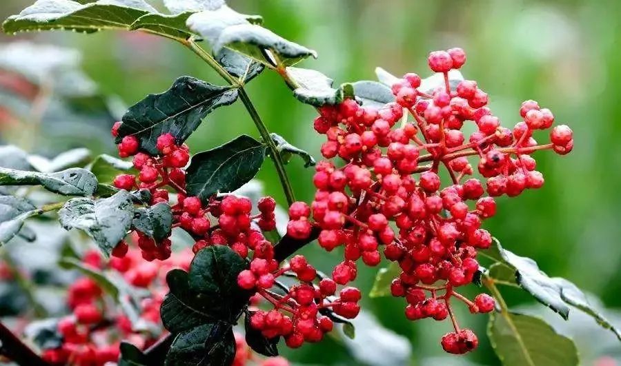 延安特产有哪些,延安特产视频