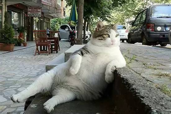 700年前的陶盘，猫认证