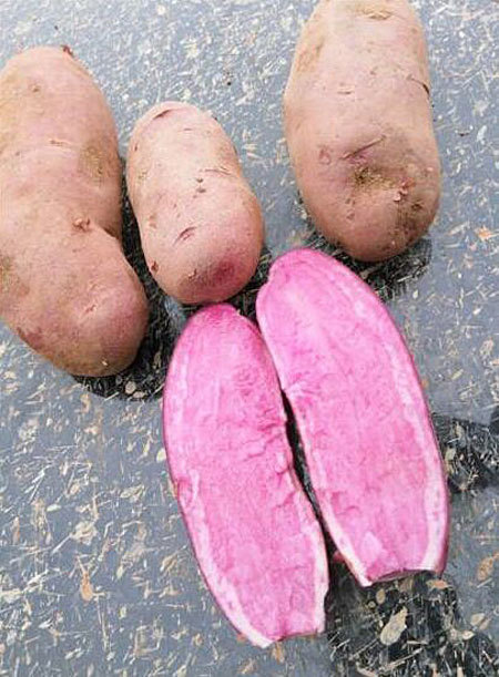 种植大户一亩田收入,种植一亩地收入45万元