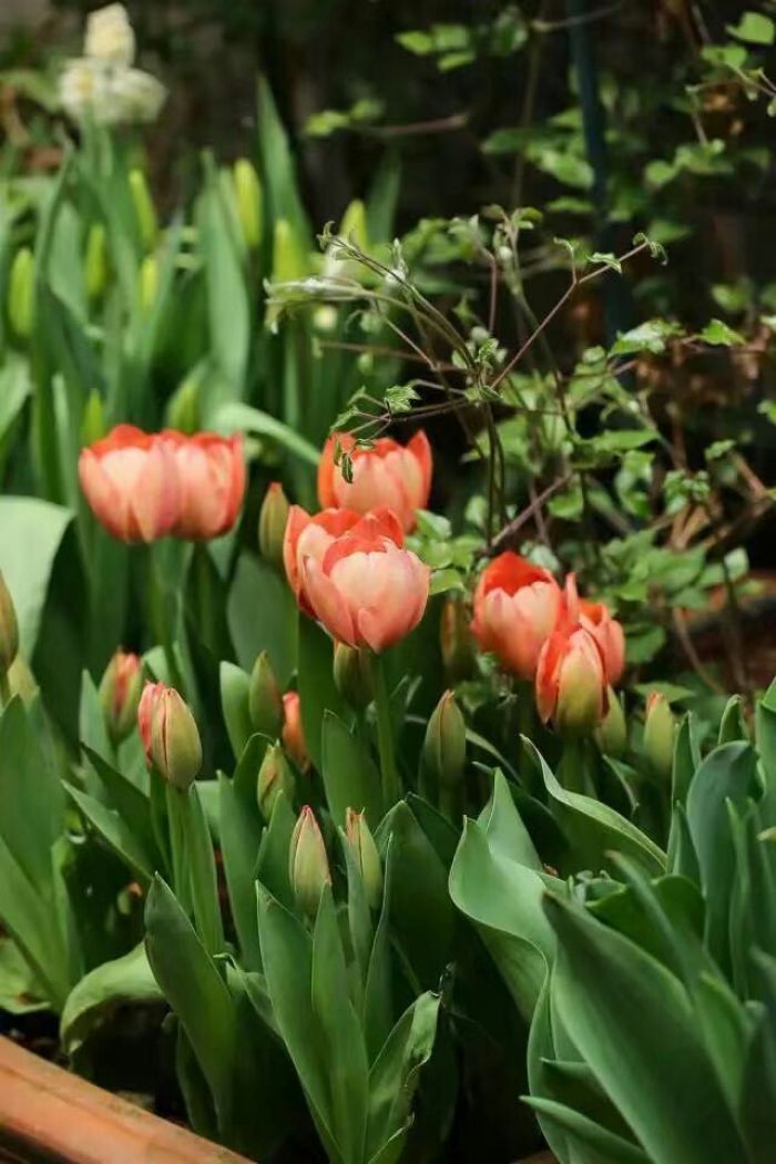 郁金香开花后怎么处理视频,郁金香开花过后怎么处理