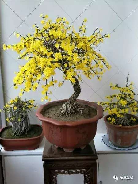 造型独特的迎春花盆景,迎春花盆景有哪些造型特点