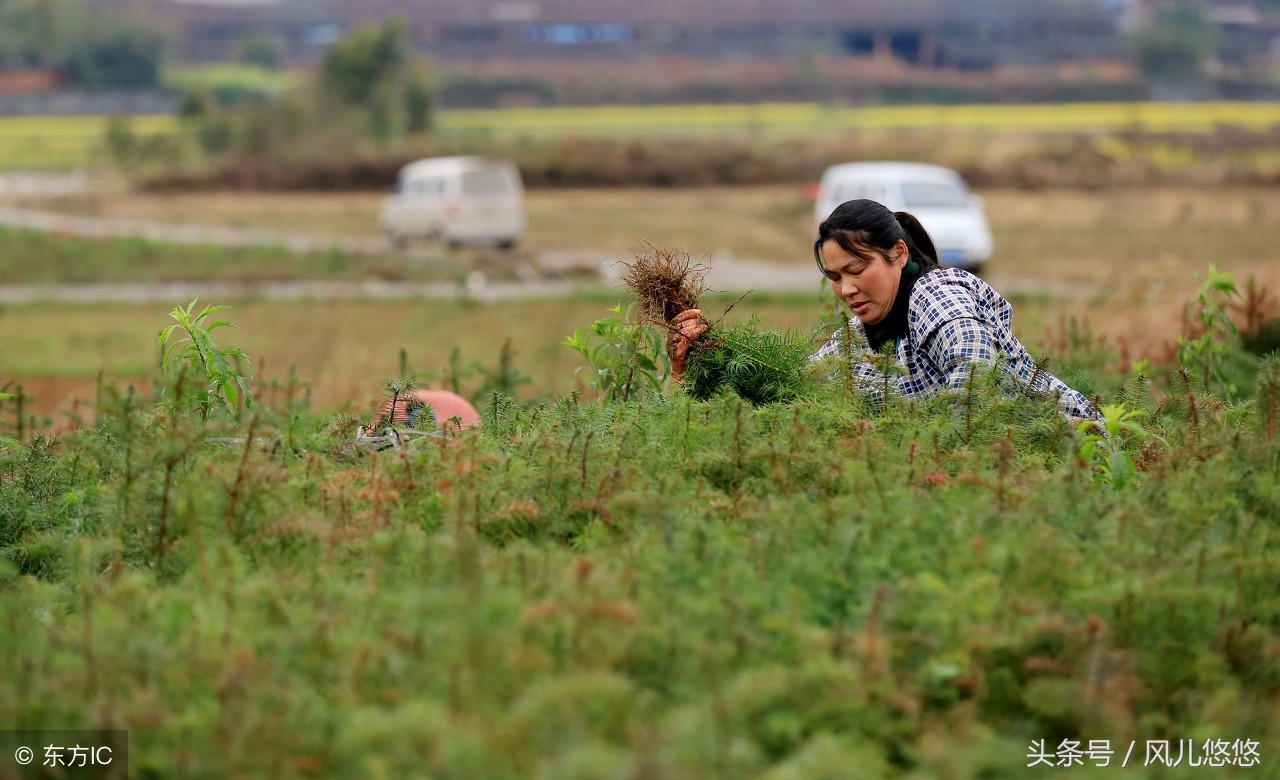 杉木良种的作用,哪个品种杉木长得快又好