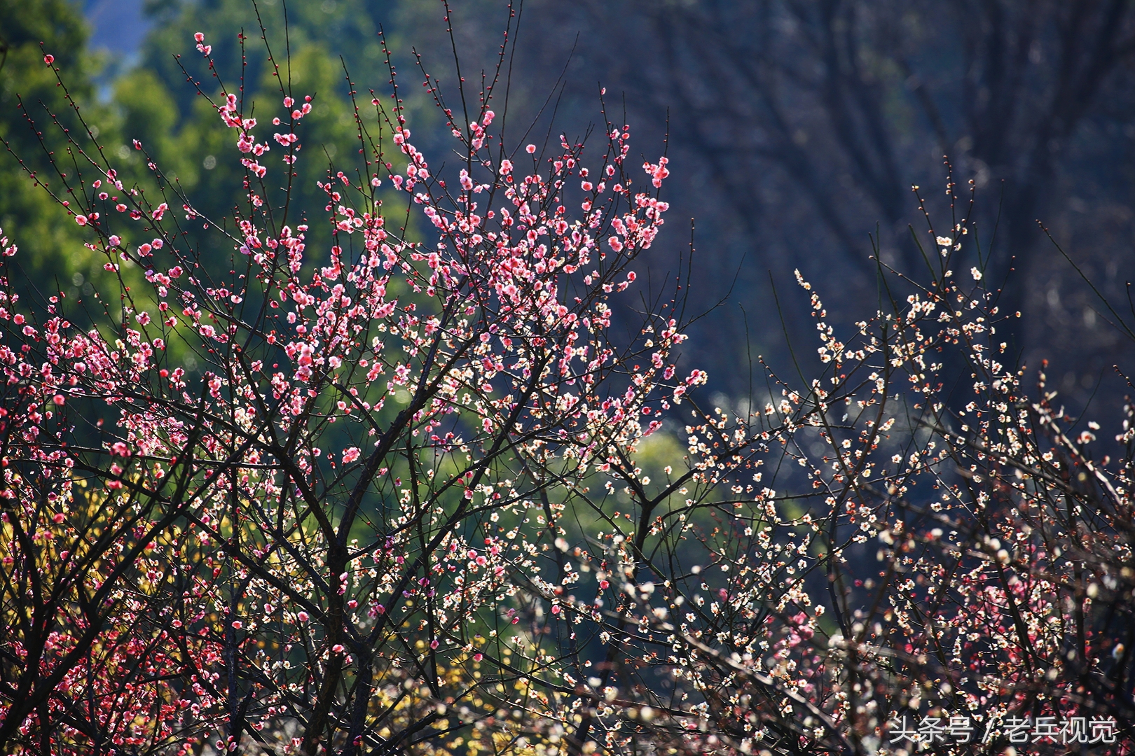 从大连到杭州上海苏州,大连到杭州旅行