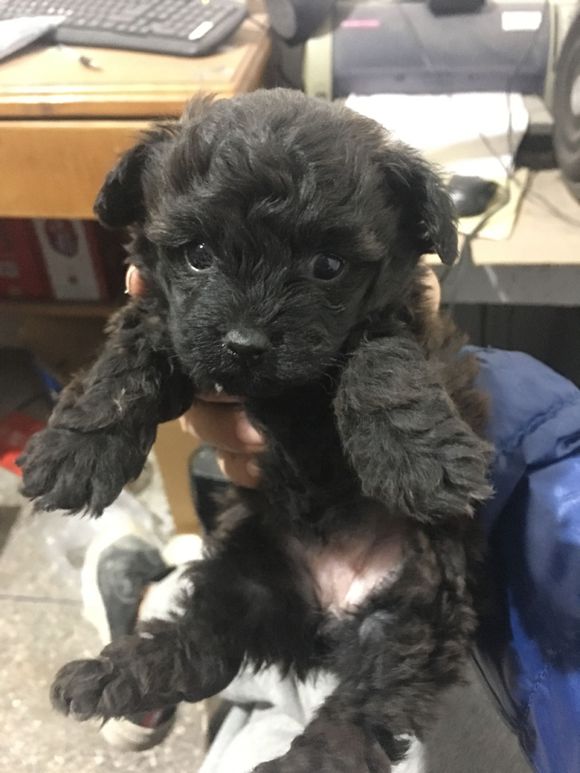 母狗泰迪生了一窝小泰迪,泰迪顺利生下五个小泰迪