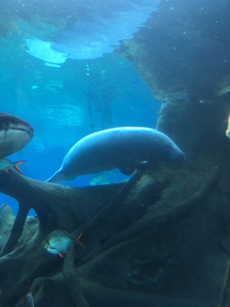 去珠海长隆海洋王国住哪里好,玩转珠海长隆海洋王国全攻略