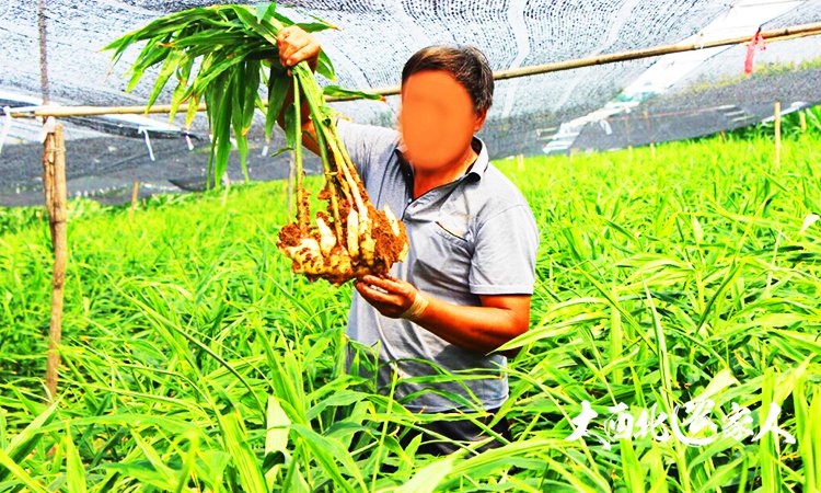 生姜施肥用硫酸钾还是硝酸钾好,生姜种植用黄豆施肥效果好吗