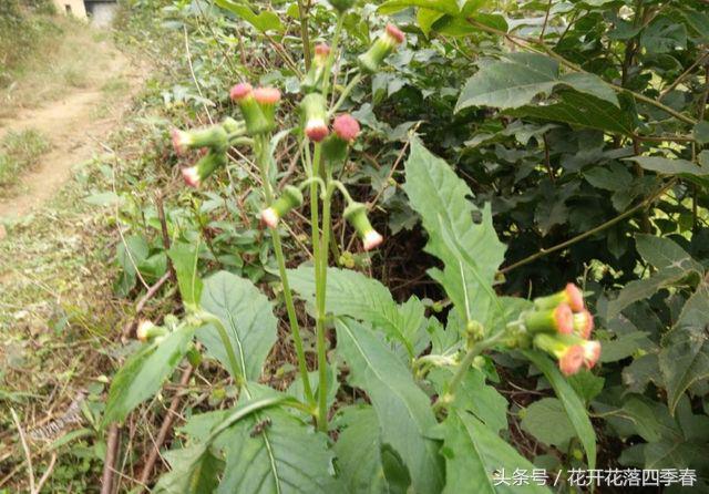 既可以食用又可以观赏的花,既能观赏又可食用的花