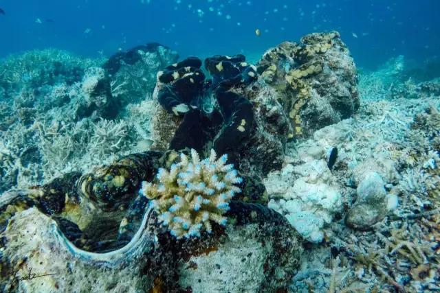 帕劳深度游出海,帕劳深潜体验