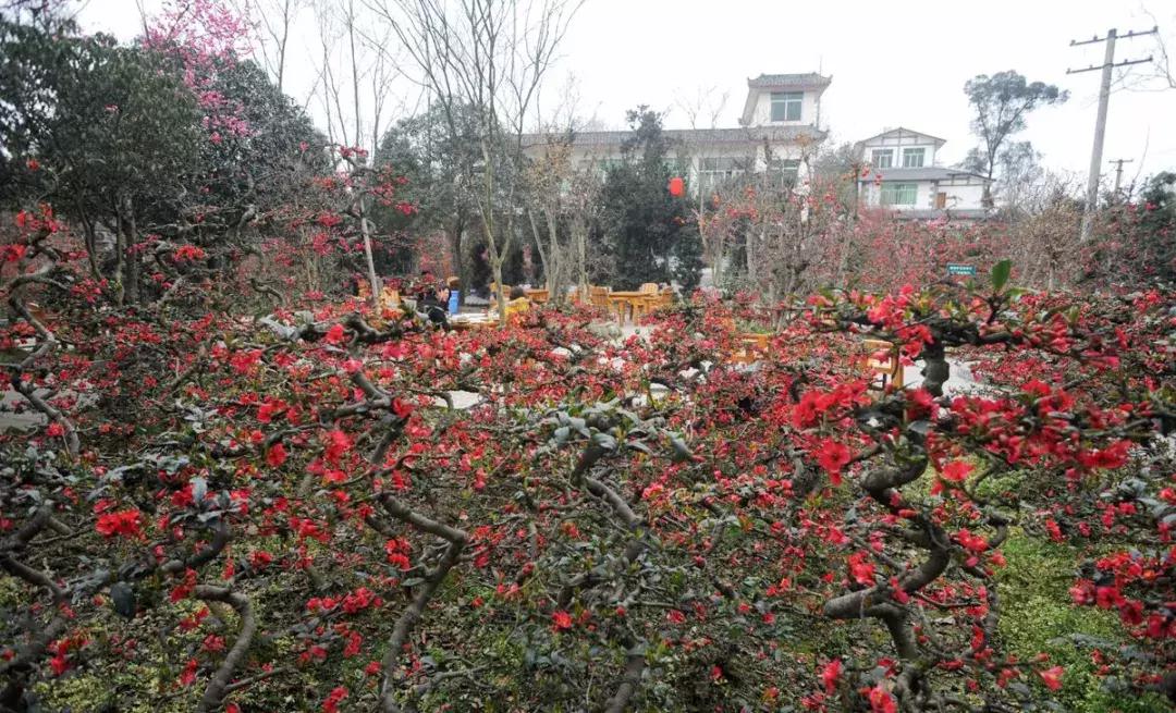 海棠花全部盛开,中国最大的海棠花观赏地