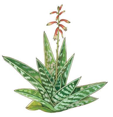 植物吸甲醛好还是活性炭吸甲醛好,芦荟是不是去除甲醛的最好的植物