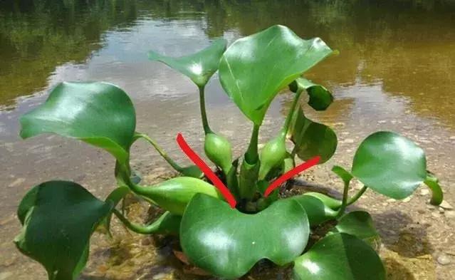 揪片叶子丢水里，呼啦啦长出一大片，开花了忒漂亮！