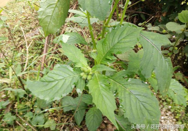 既可以食用又可以观赏的花,既能观赏又可食用的花