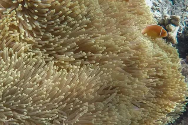 帕劳去玩的人多吗,帕劳到巴厘岛