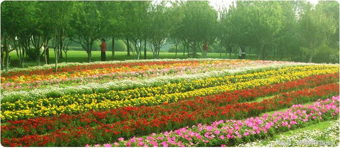 赚钱的农业种植项目有哪些,特种农业种植致富项目有哪些内容