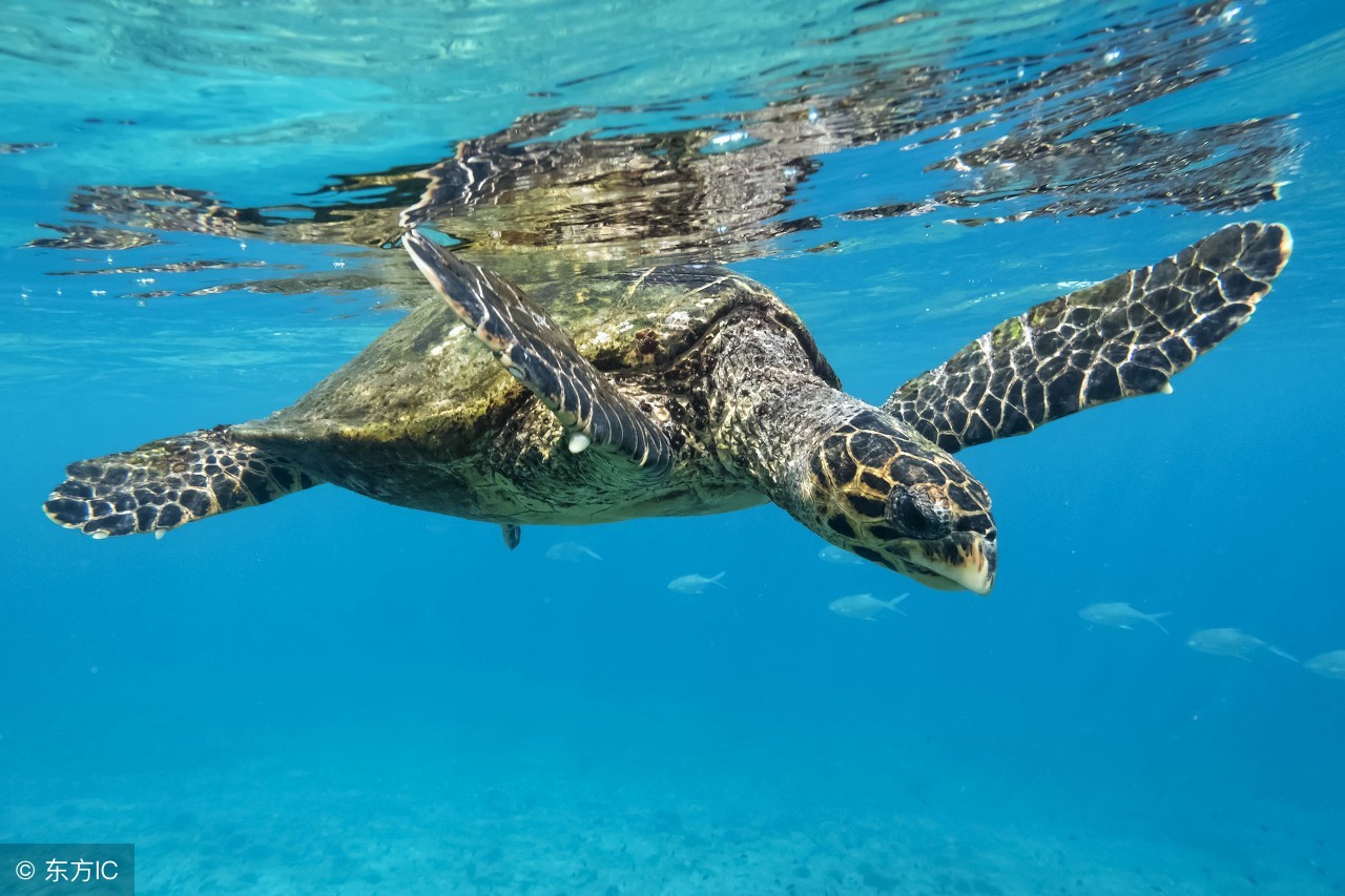 玳瑁古筝甲怎么做的,古筝玳瑁甲上的胶怎么除去
