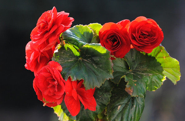 植物吸甲醛好还是活性炭吸甲醛好,芦荟是不是去除甲醛的最好的植物