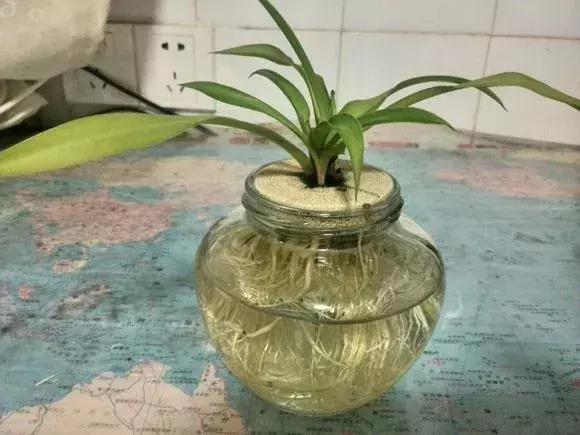 揪片叶子丢水里，呼啦啦长出一大片，开花了忒漂亮！