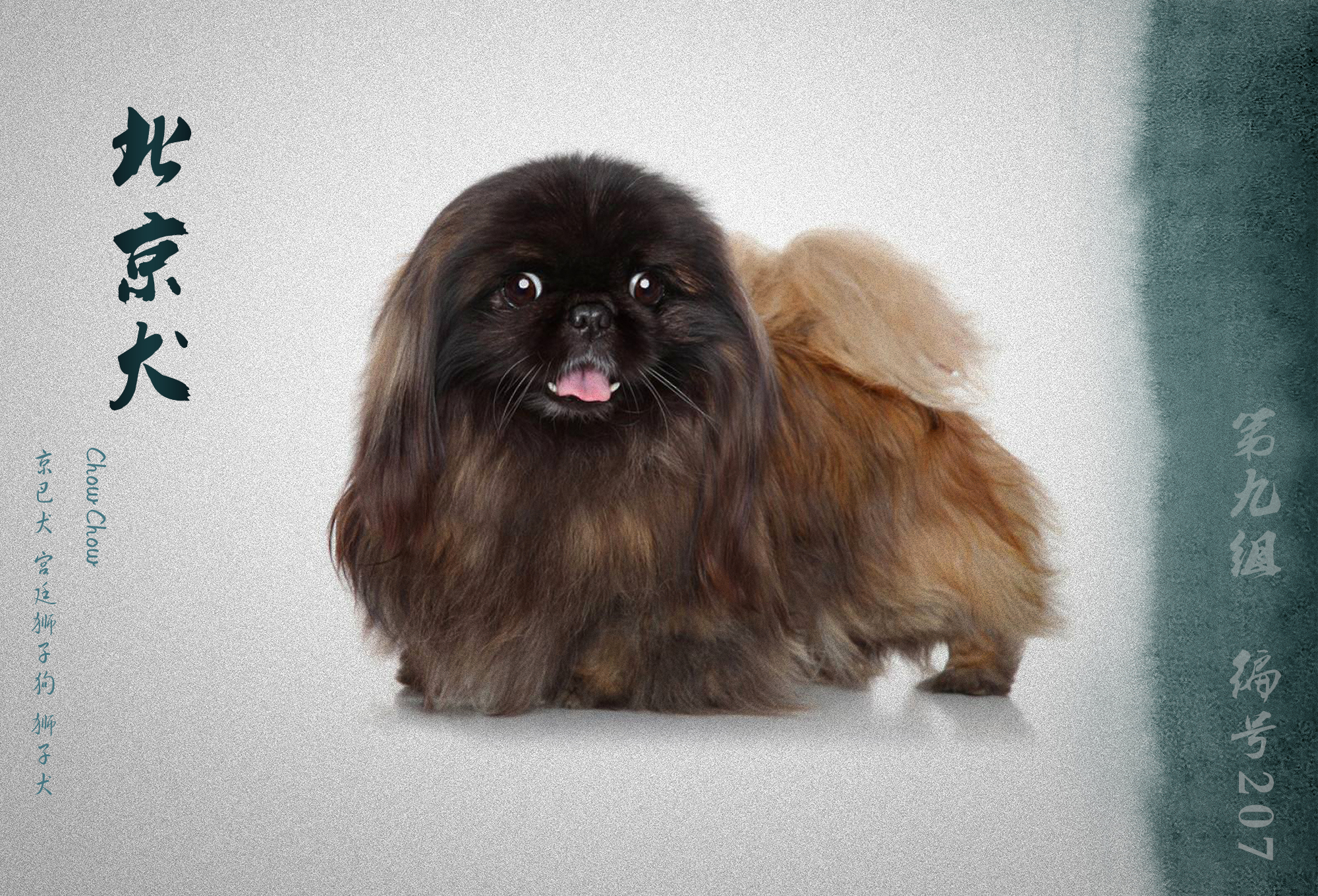 中国被fci认可的犬,被国际承认的中国犬