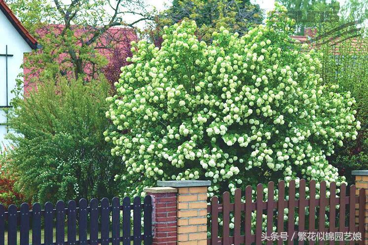紫色长的像绣球一样的花,像蝴蝶一样的绣球