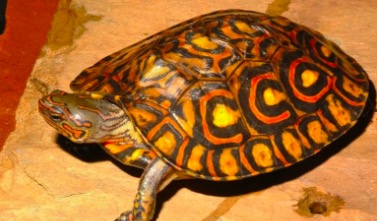 油彩木纹龟是蓝眼睛么,油彩木纹龟成体多大