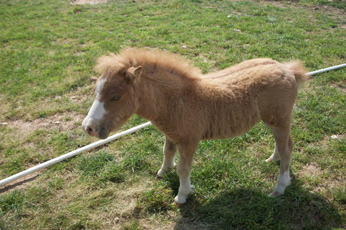 迷你袖珍马,袖珍马价格