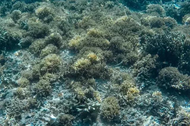 帕劳去玩的人多吗,帕劳到巴厘岛