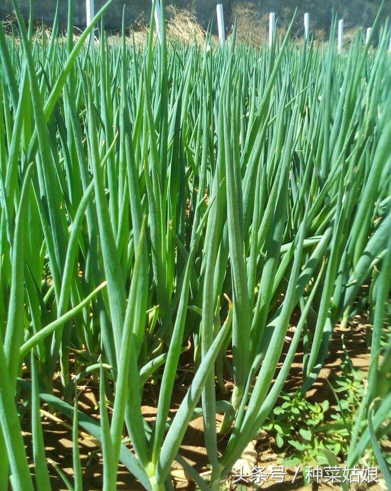 春播大葱这样育秧,大葱怎样移栽才能使葱苗变直