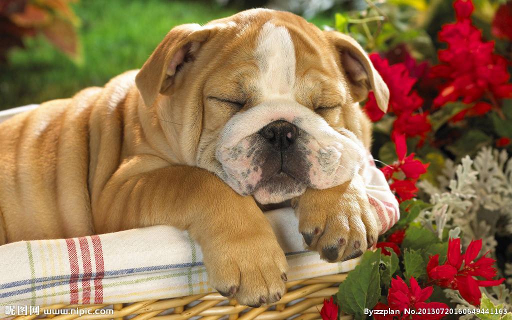 短毛狗怕冻吗,短毛狗都比较凶