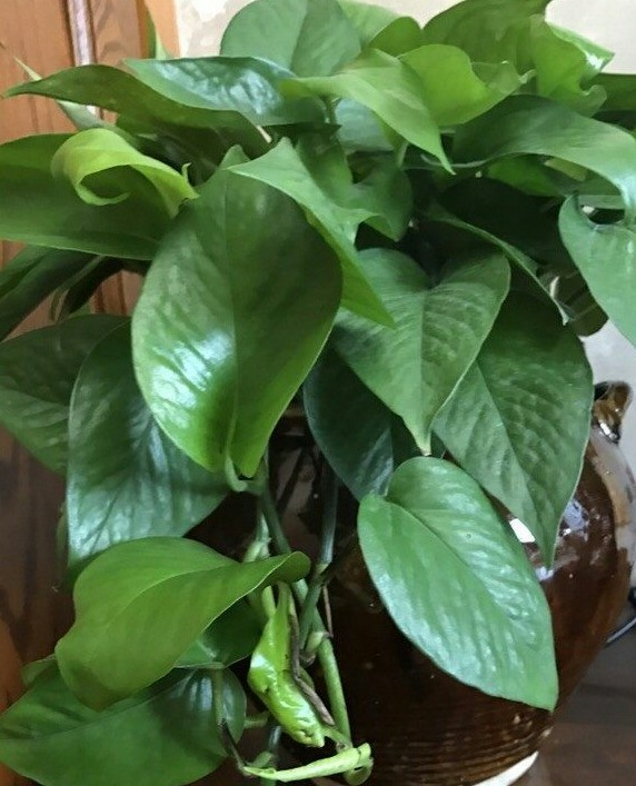 绿萝选枝条水养,养绿萝用的套盆