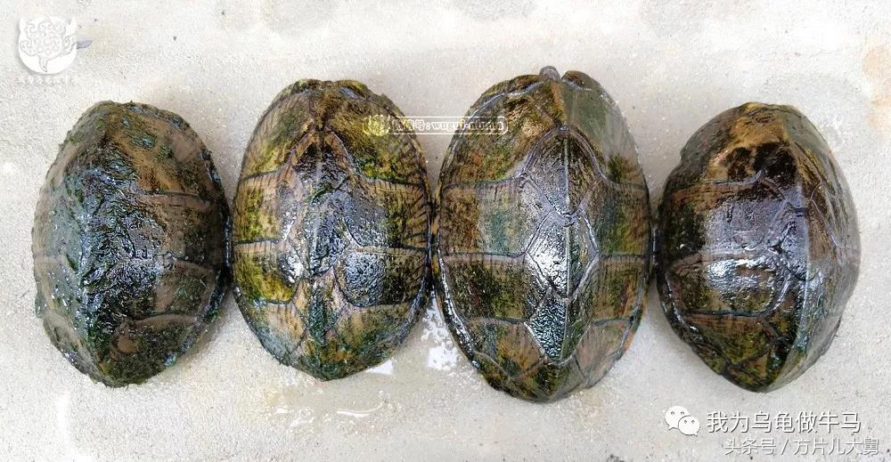 美文欣赏—头有斑、壳有纹、不加温、体型小，还不贵，它就是剃刀