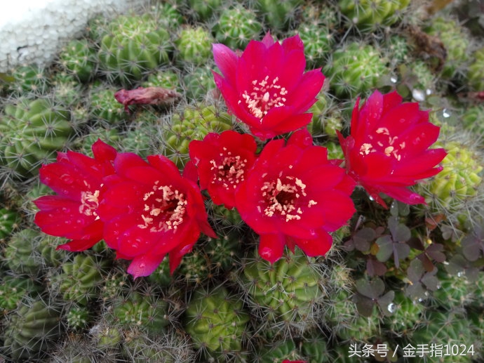 朱丽球，一款适合懒癌又容易开花爆盆仙人球