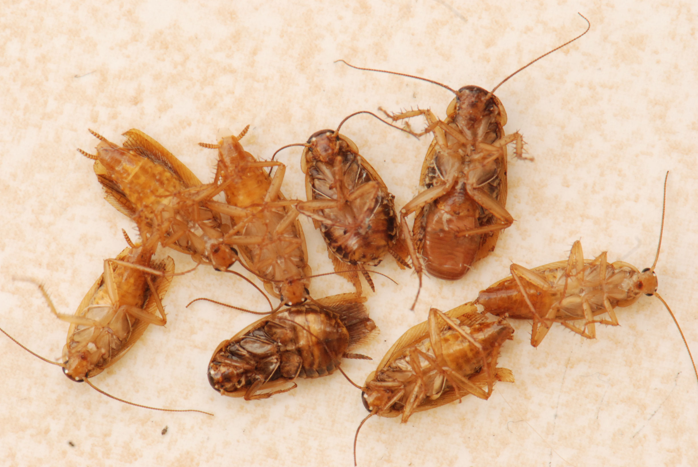 国产蟑螂药质量好的有哪些品牌,什么品牌蟑螂药好用