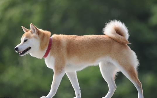 宠物妊娠期疾病治疗,宠物母狗有哪些常见病